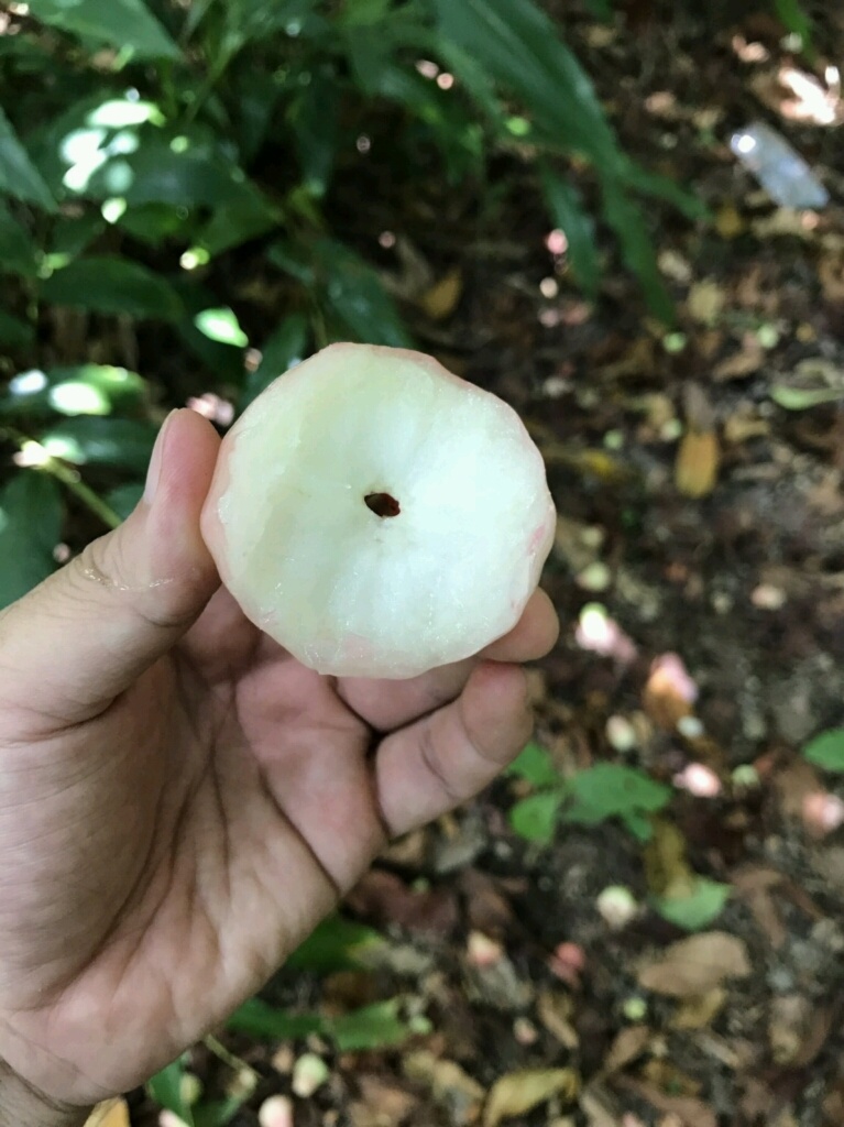 完全無農薬レンブ 農家漁師から産地直送の通販 ポケットマルシェ