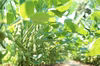 6/20～出荷開始！農家直送が一番新鮮！！■茶豆風味の枝豆【英】