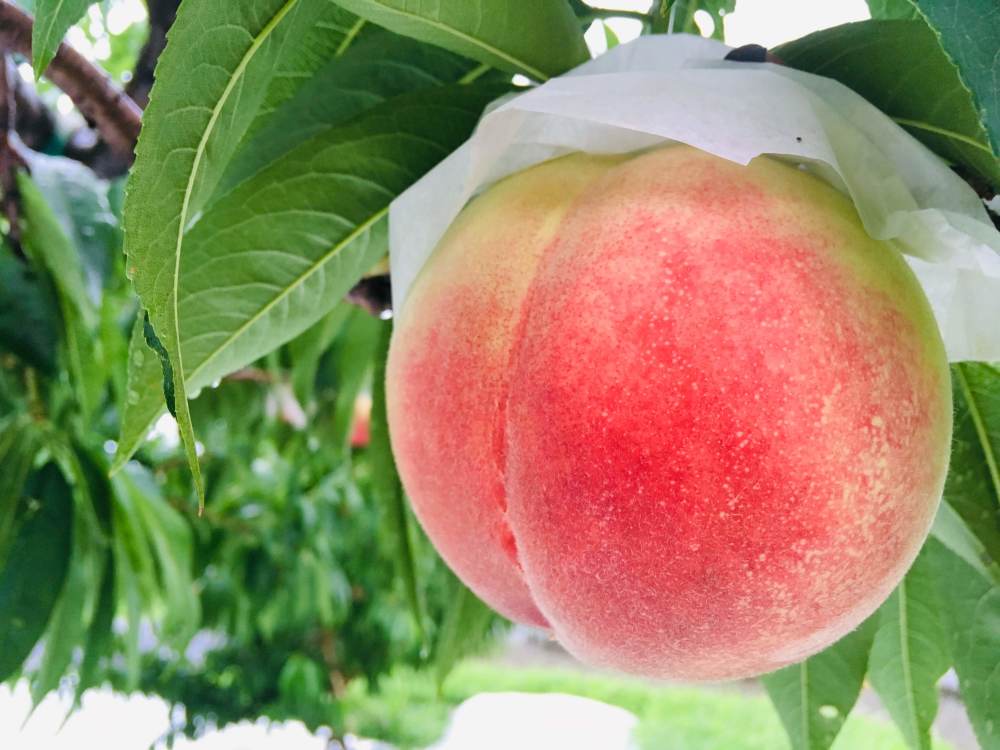 夢桃香の産直通販・お取り寄せ商品｜ポケットマルシェ｜産地直送