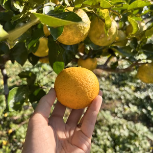 【臼杵市産】自然栽培　完熟黄カボス(栽培期間中化学肥料、化学合成農薬不使用)