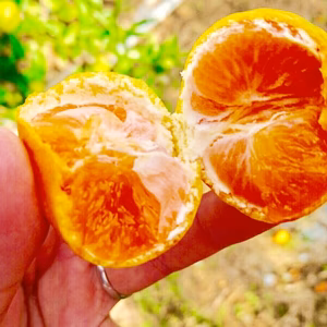 完熟収穫！山の有田みかん 4.5kg ご家庭用