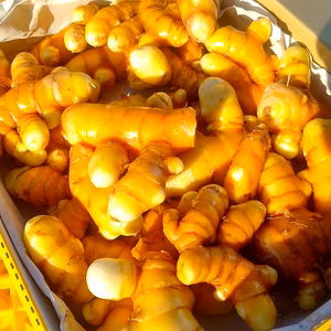 本物志向で使って！無農薬生ターメリック（秋ウコン）1キロ。