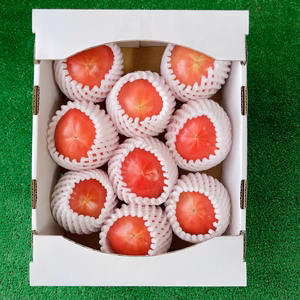 こてらんねぇトマト(9〜12粒)約1.5㌔