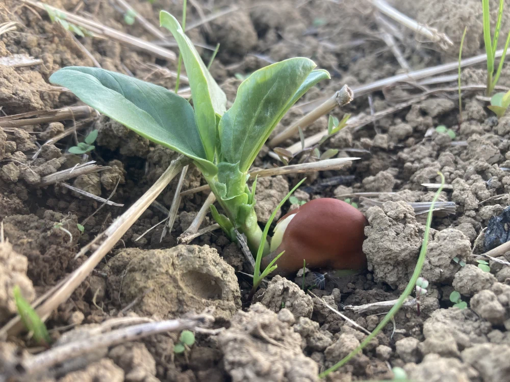 そら豆の王様!!　河内一寸そら豆　１キロ