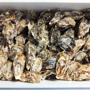 【20箱早い者勝ち】今シーズンもみなさんのおかげでした・１０キロ箱　不揃い牡蠣