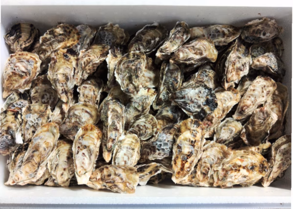 【20箱早い者勝ち】今シーズンもみなさんのおかげでした・１０キロ箱　不揃い牡蠣