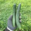 自然栽培の固定種きゅうり【B品】★農薬・肥料不使用｜キュウリ