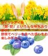 冷凍果実1Kg：ラビットアイ系(250gパック x 4)