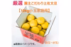 【新発売】厳選 園主こだわり土佐文旦10kg小玉【家庭用】