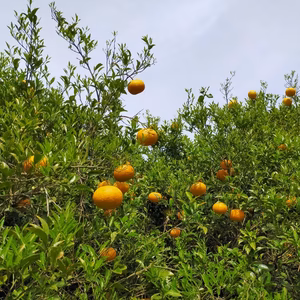 無農薬有機肥料の新甘夏(サンフルーツ)