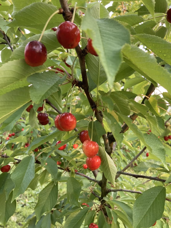 新品種　山形紅王　お試し400g  超最新さくらんぼ！　数箱しかありません！