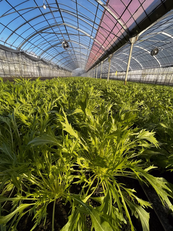 農家直送！！！　水菜　200g  ✖️25袋