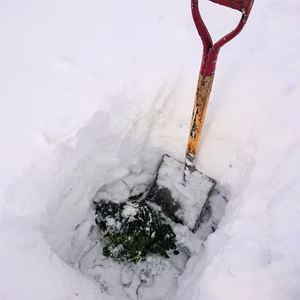 甘い！雪下キャベツ