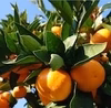 潮風と乳酸菌が育てた早生温州みかん