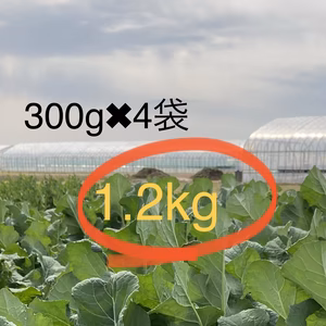 五月菜！作り手が食べたくて育てたとう菜☆この美味さを味わって！