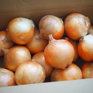 【冬ギフト】あま〜くて美味しい淡路島産完熟冷蔵玉ねぎ　秀品5kg