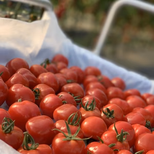 ８月発送‼️新食感、薄皮ミニトマト出品します‼️