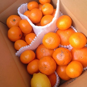 【リピーターの方限定！】柑橘4種 4キロ