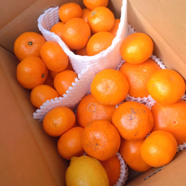 【リピーターの方限定！】柑橘4種 4キロ