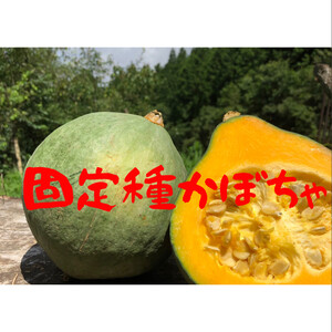 固定種かぼちゃ【限定販売】1.5キロ以上！自然栽培のおいしい野菜！無農薬栽培！