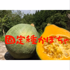 固定種かぼちゃ【限定販売】自然栽培のおいしい野菜！種から無農薬！