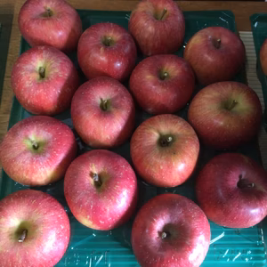 サンふじ 家庭用