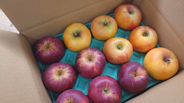 ゲリラSAIL！希少品種　赤果肉系りんごセット