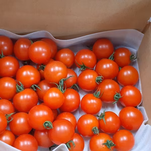 　島根県江津市産♪　フルーツトマトスパルタ生まれの笑ちゃん　　２ｋｇ入り