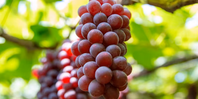 実は大阪は”全国屈指”のぶどうの産地だった？ 木成り完熟・朝どりで味わう「柏原ぶどうの物語」。