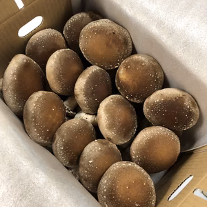 新鮮 肉厚 愛媛産菌床生しいたけ ジャンボサイズ 28個