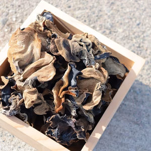 【水に戻すと10倍に！？】国産 乾燥きくらげ