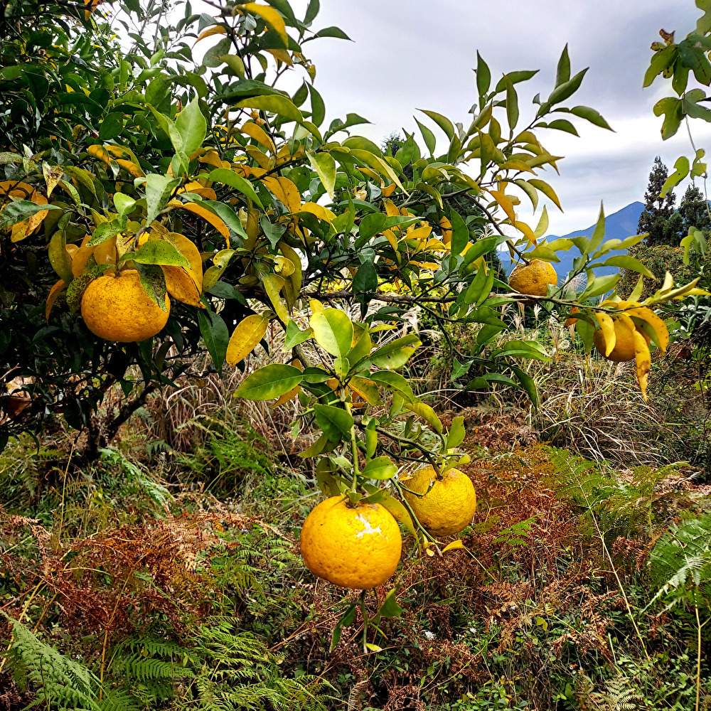 柚子 ゆず 無農薬｜果物の商品詳細｜ポケットマルシェ｜産地直送で旬の