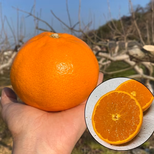 ＼訳アリお得♪／ 柑橘の最高峰 せとか 約2kg~10kg