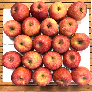 木成り完熟りんご「サンふじ家庭用5ｋｇ」（玉数指定不可）