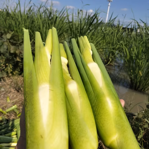 【期間限定】マコモダケ