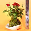 苔玉　ミニ薔薇(赤)