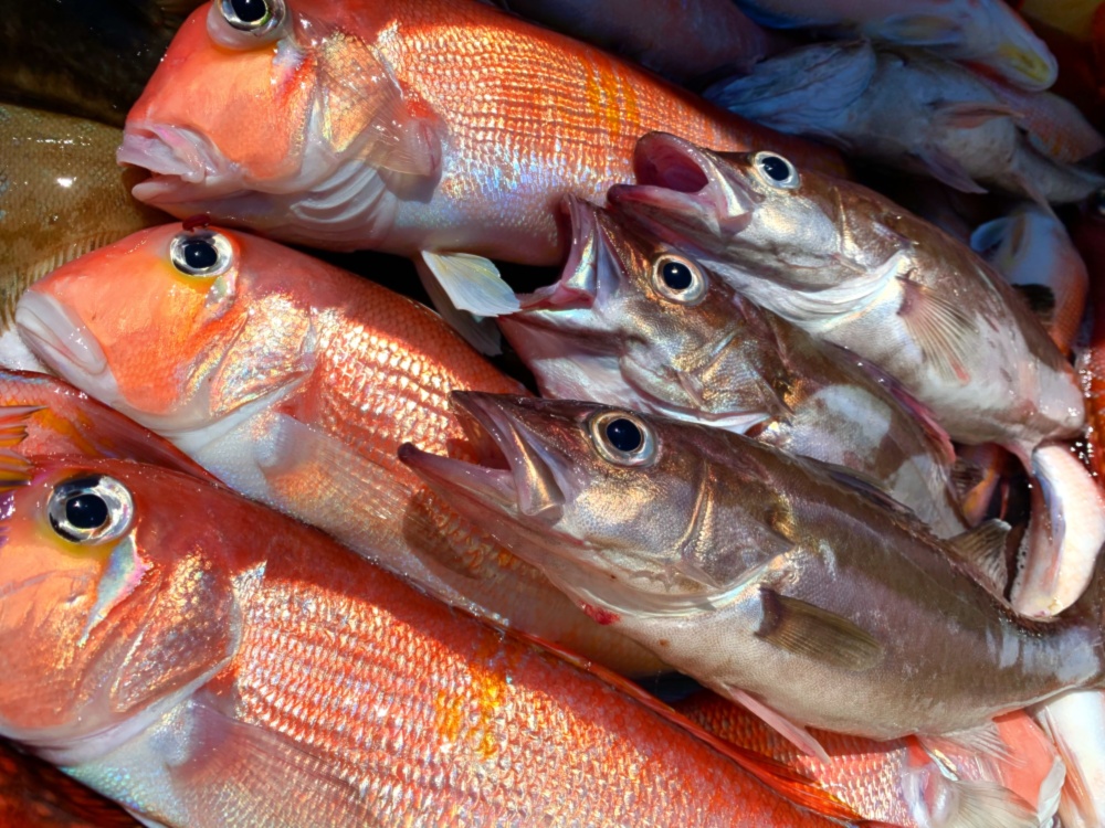 数量限定 アラアマbox アラ 甘鯛の高級魚セット 農家漁師から産地直送の通販 ポケットマルシェ