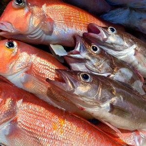 ［数量限定］アラアマBox‼️アラ＋甘鯛の高級魚セット
