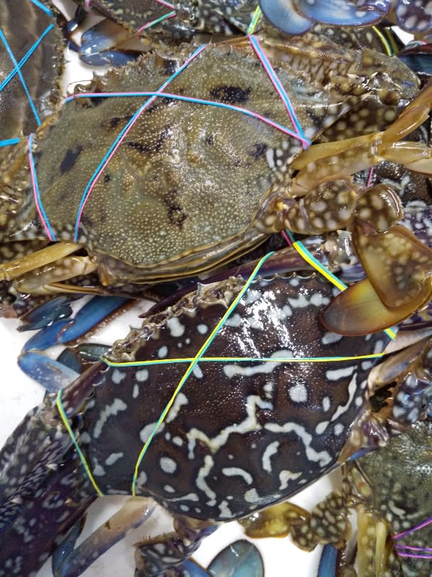 関門海峡産 青ガニ タイワンガザミ 中 大サイズ雄雌混合 農家漁師から産地直送の通販 ポケットマルシェ