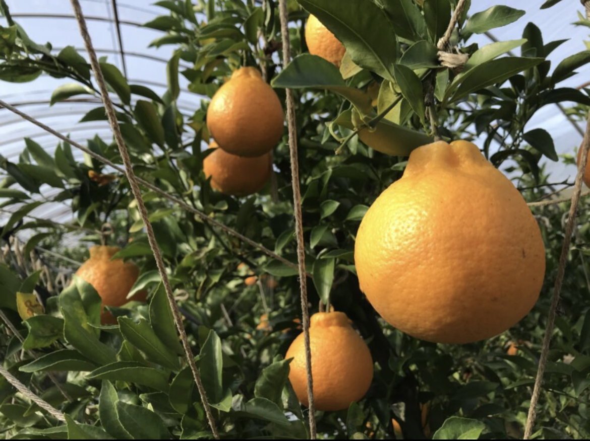 送料無料】家庭用/はるみみかん4kg｜不知火・タンゴール類の商品詳細