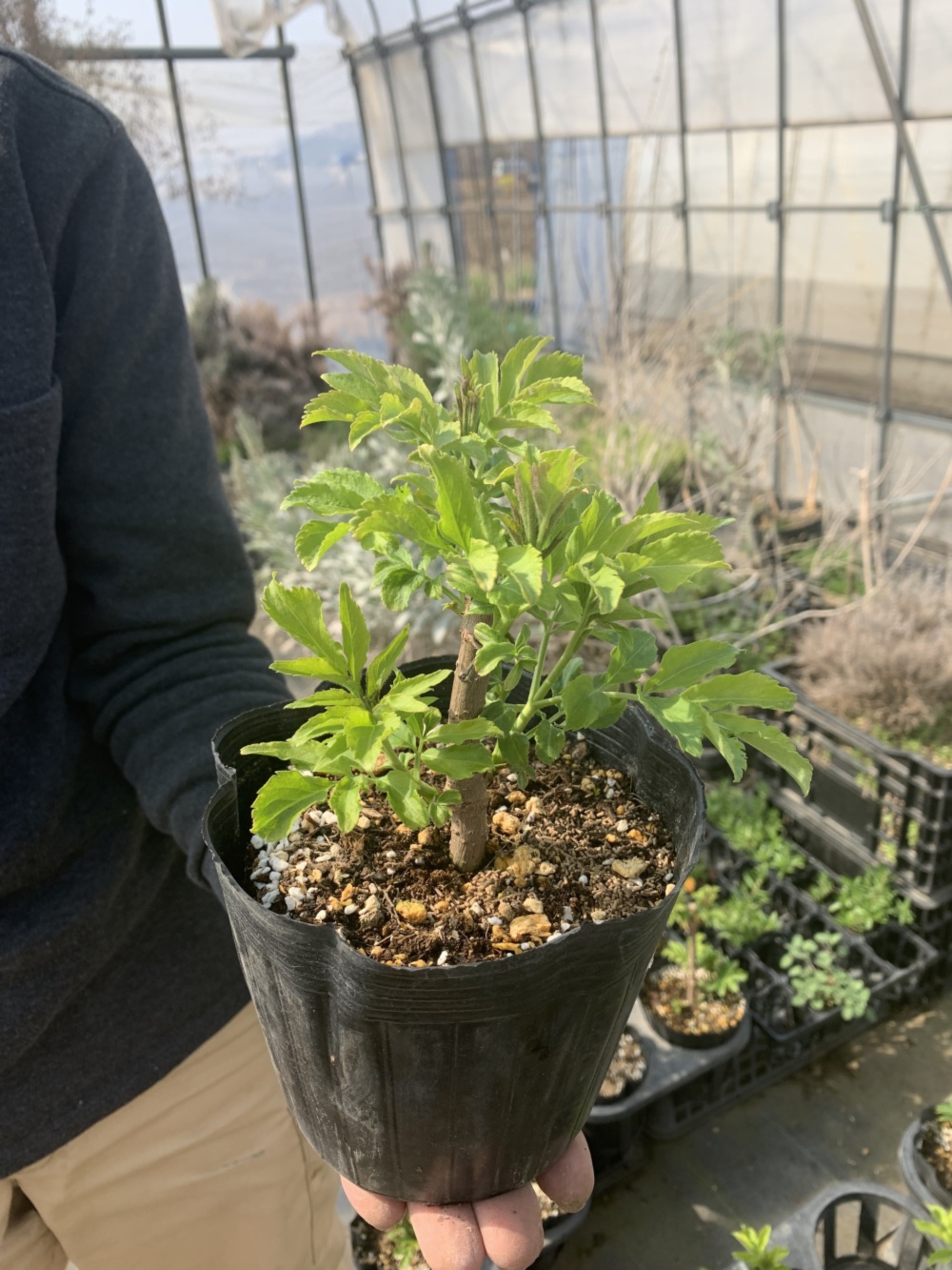 ハーブ苗 エルダーフラワー セイヨウニワトコソウ 苗木 農家漁師から産地直送の通販 ポケットマルシェ