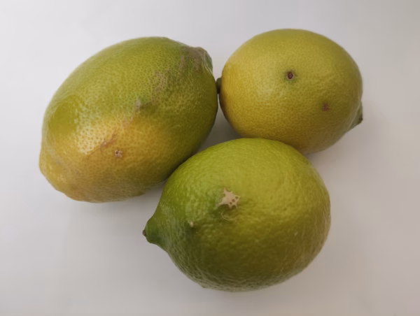 [訳あり]いわぎレモン♪防腐剤 ワックス不使用.加工 保存に丸ごと使える　