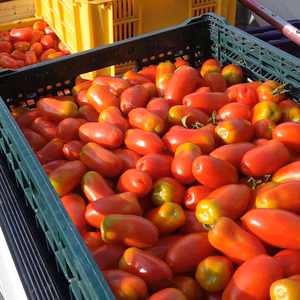 【お得に大量購入】サンマルツァーノトマト