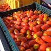 【お得に大量購入】サンマルツァーノトマト