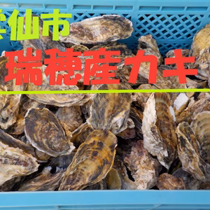 今が旬！旨味ぎっしり‼　瑞穂産カキ　殻付　