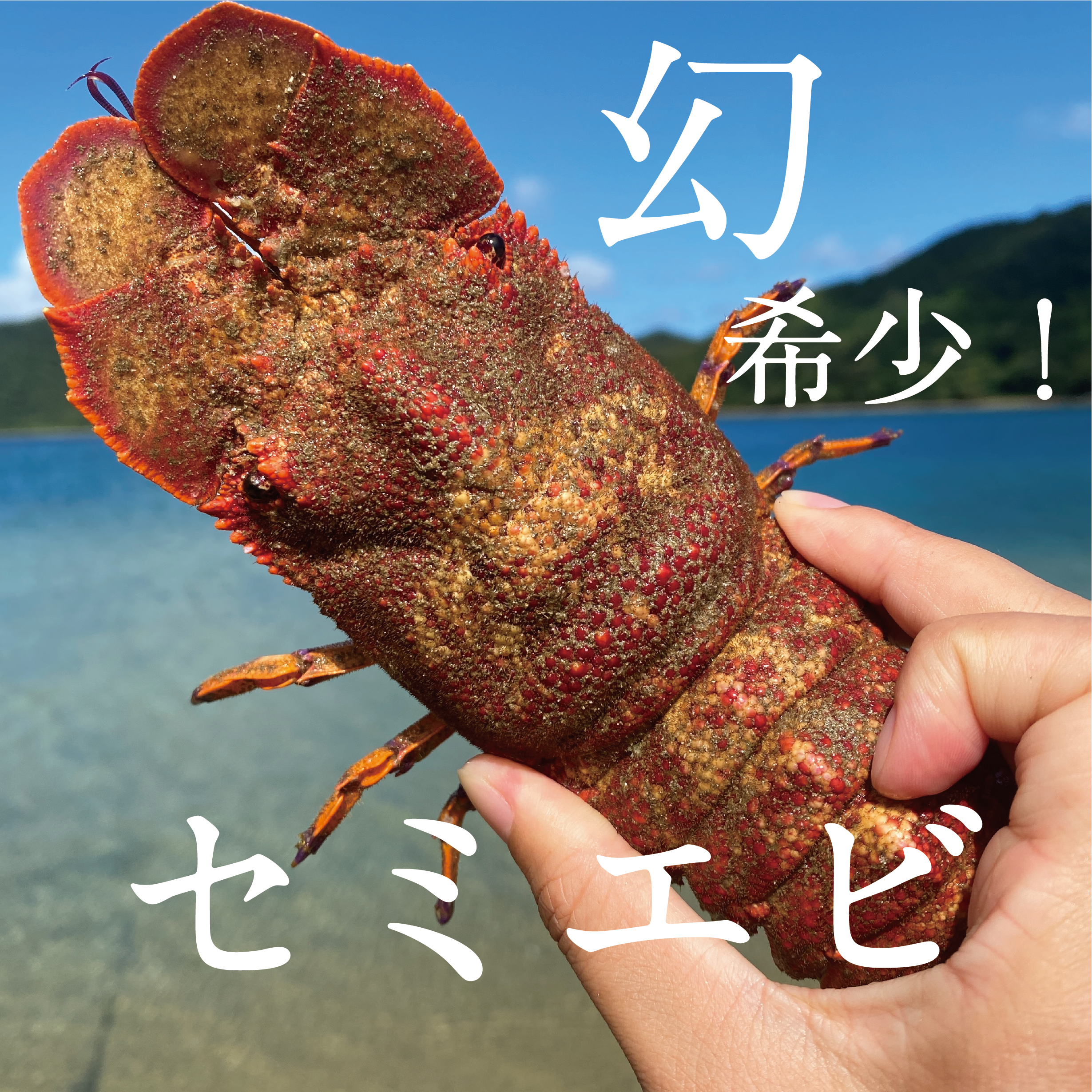 セミエビの産直通販・お取り寄せ商品｜ポケットマルシェ｜産地直送で旬