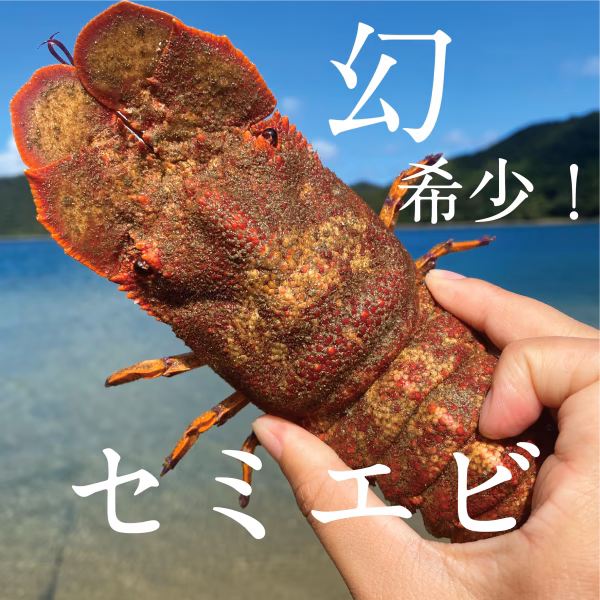 幻！希少！高級食材【セミエビ小】奄美大島産