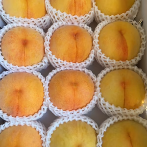 台風のため12日で最後の完熟してきました希少な黄金桃はねだしをご堪能くださいませ