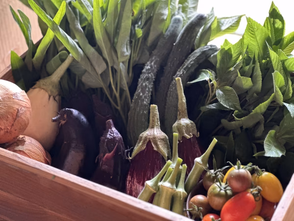 無農薬キラピカ野菜BOX 8品～　農の島大三島よりお届け