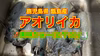 ⭐限定2セット《お店でも並ばない》アオリイカ(水イカ)お刺身･お寿司･イカ飯に✨